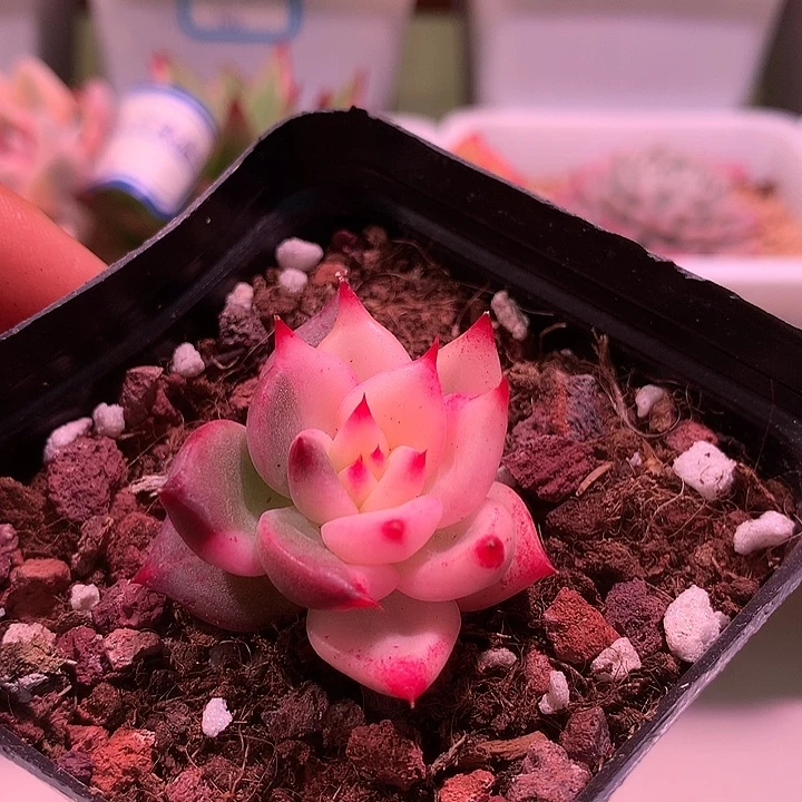 红颜蜜语锦锦锦锦锦