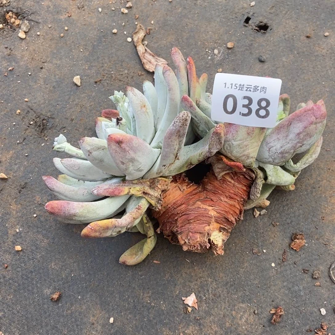 038瑕疵处理多肉植物啦啦啦