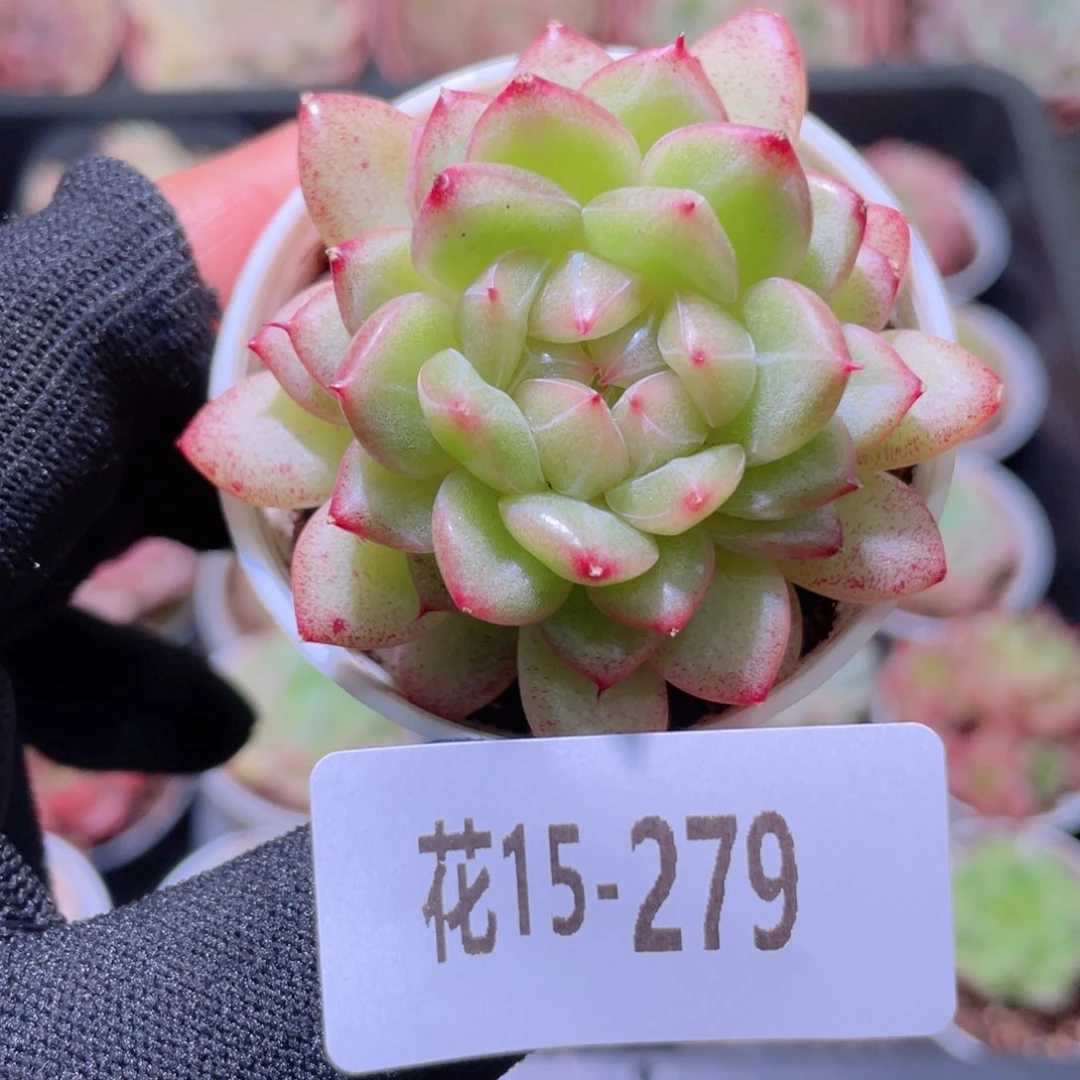 花利美15-279新麦秆