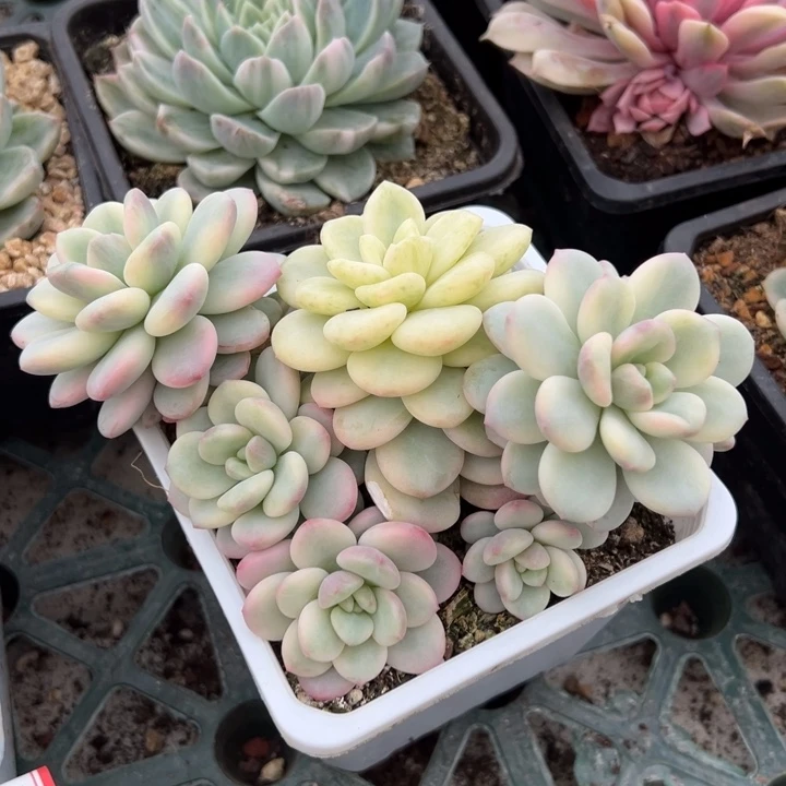 白马香水锦一物一拍锦龙