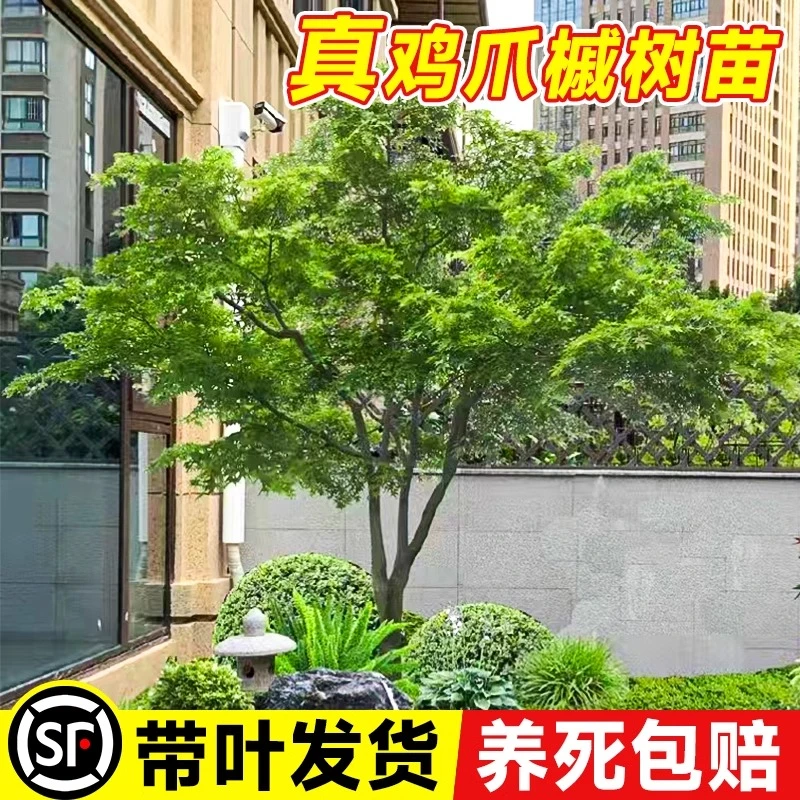 小叶鸡爪槭树苗大树原生红枫树苗盆栽园林庭院风景树盆栽绿化苗木