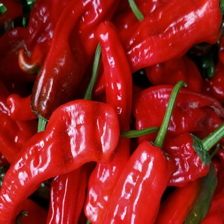 新鲜红辣椒大红尖椒泡椒美人椒灯笼椒剁椒酱蔬菜
