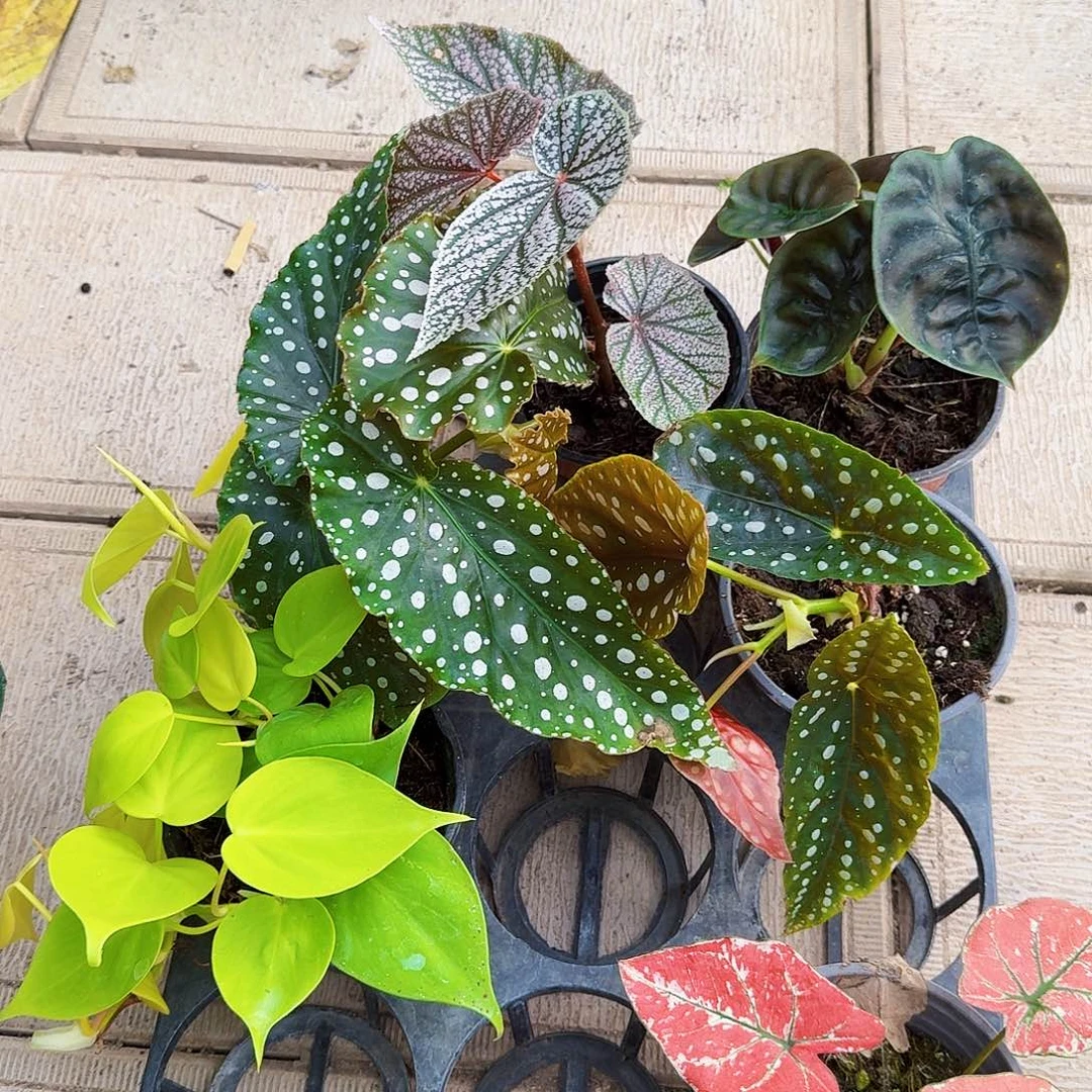 完全开放一物一拍套餐17