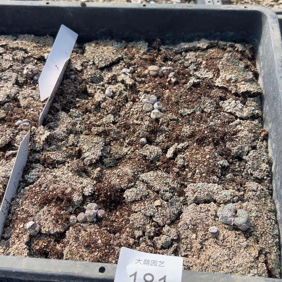 清框脱土发无售后默认有疤，181