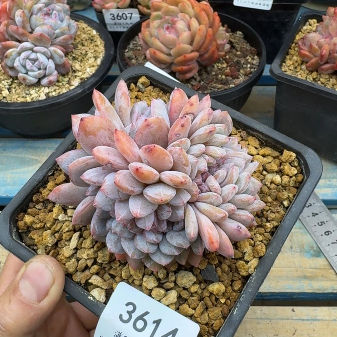 我**姐3614星影缀无砍9.5cm