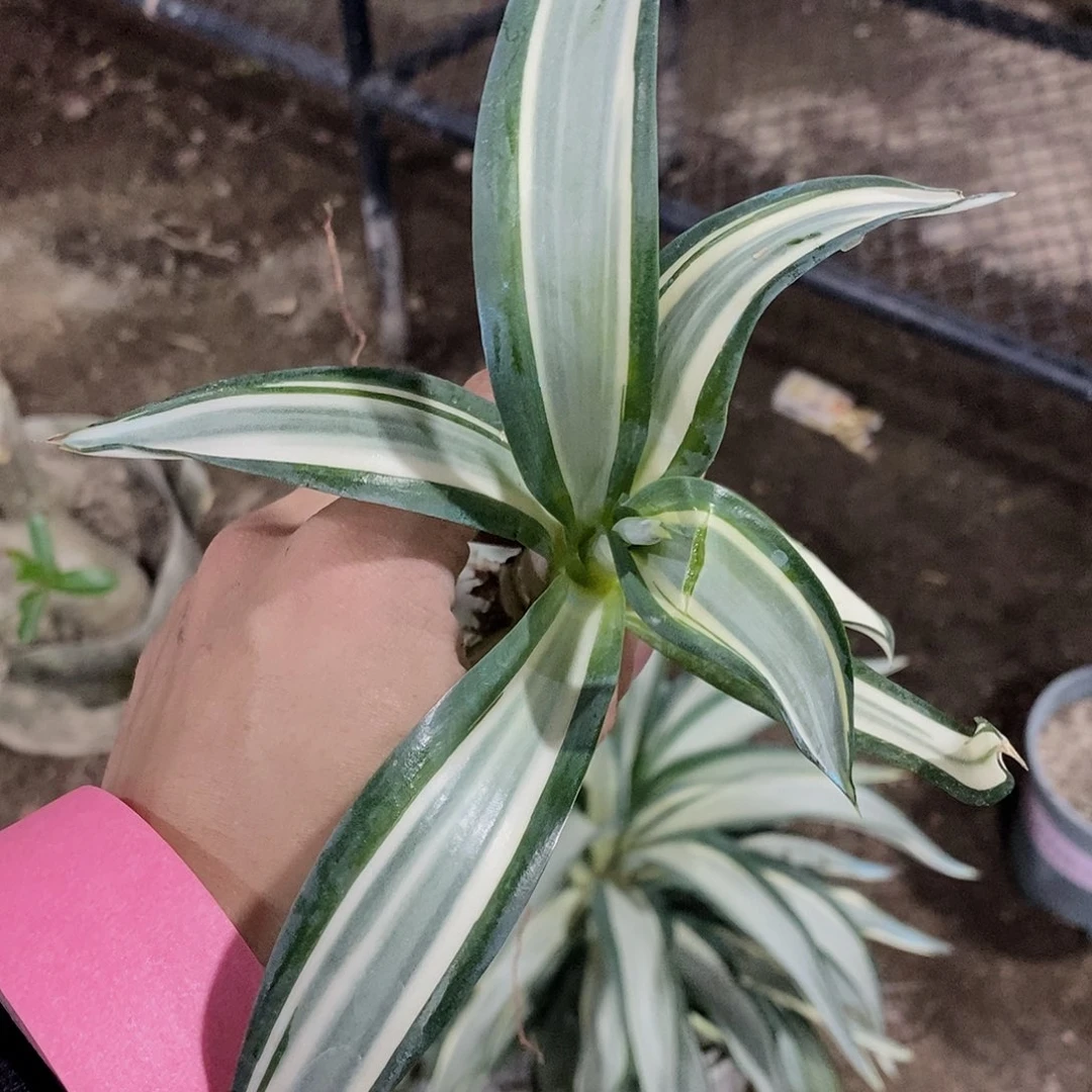 鹦鹉嘴白中斑侧芽一颗11111