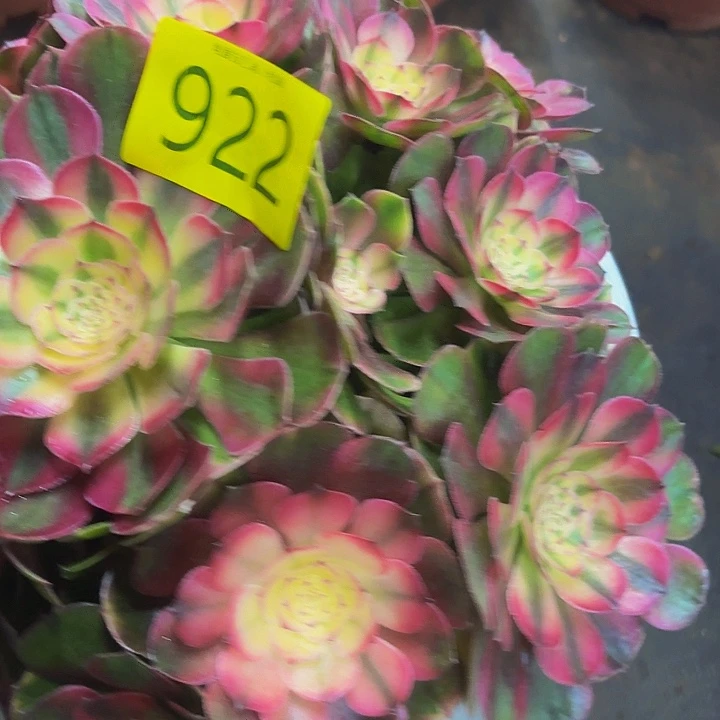 多肉植物荔枝922个