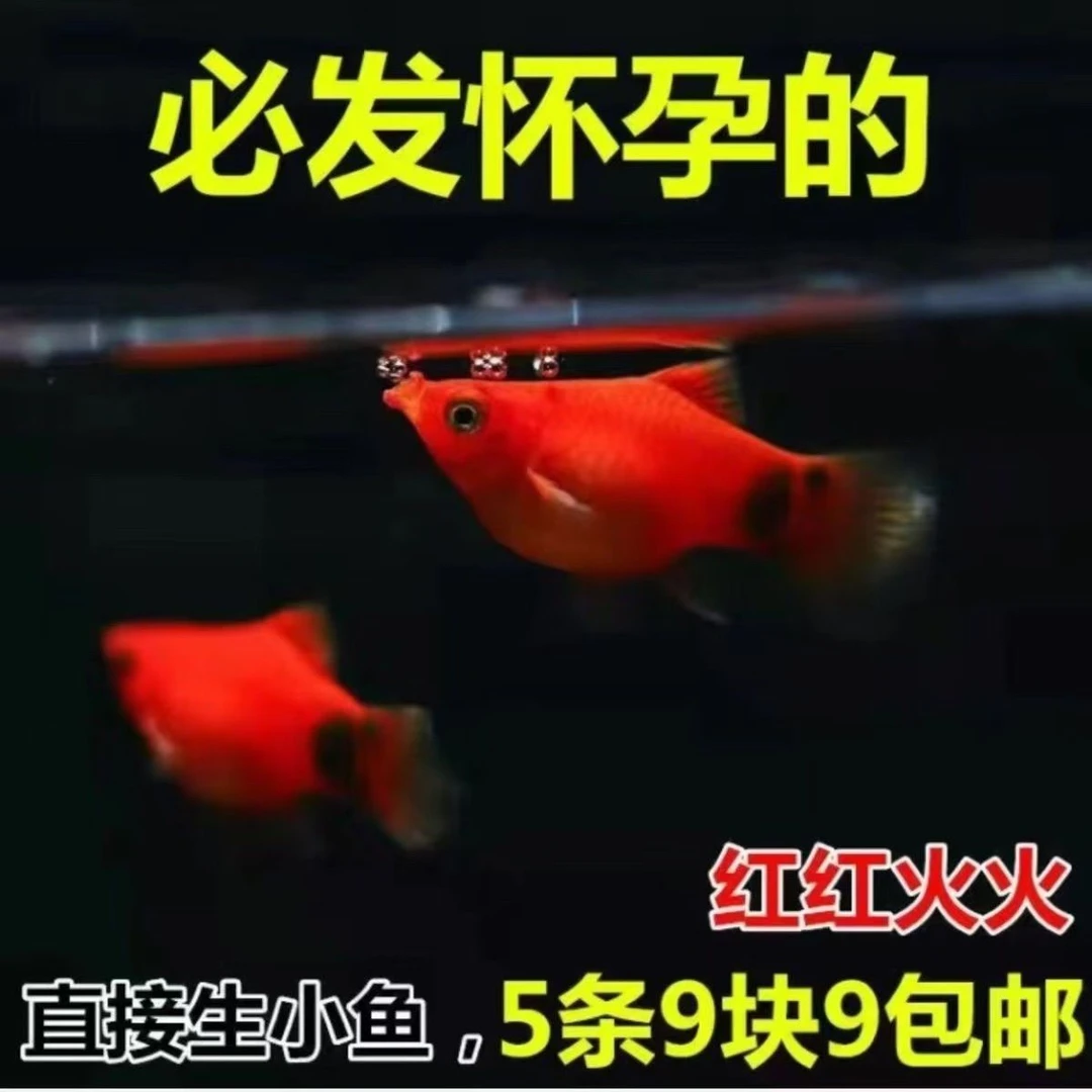 米奇鱼 月光鱼 胎生鱼 小型鱼 观赏鱼 热带鱼 好养活新手鱼包邮