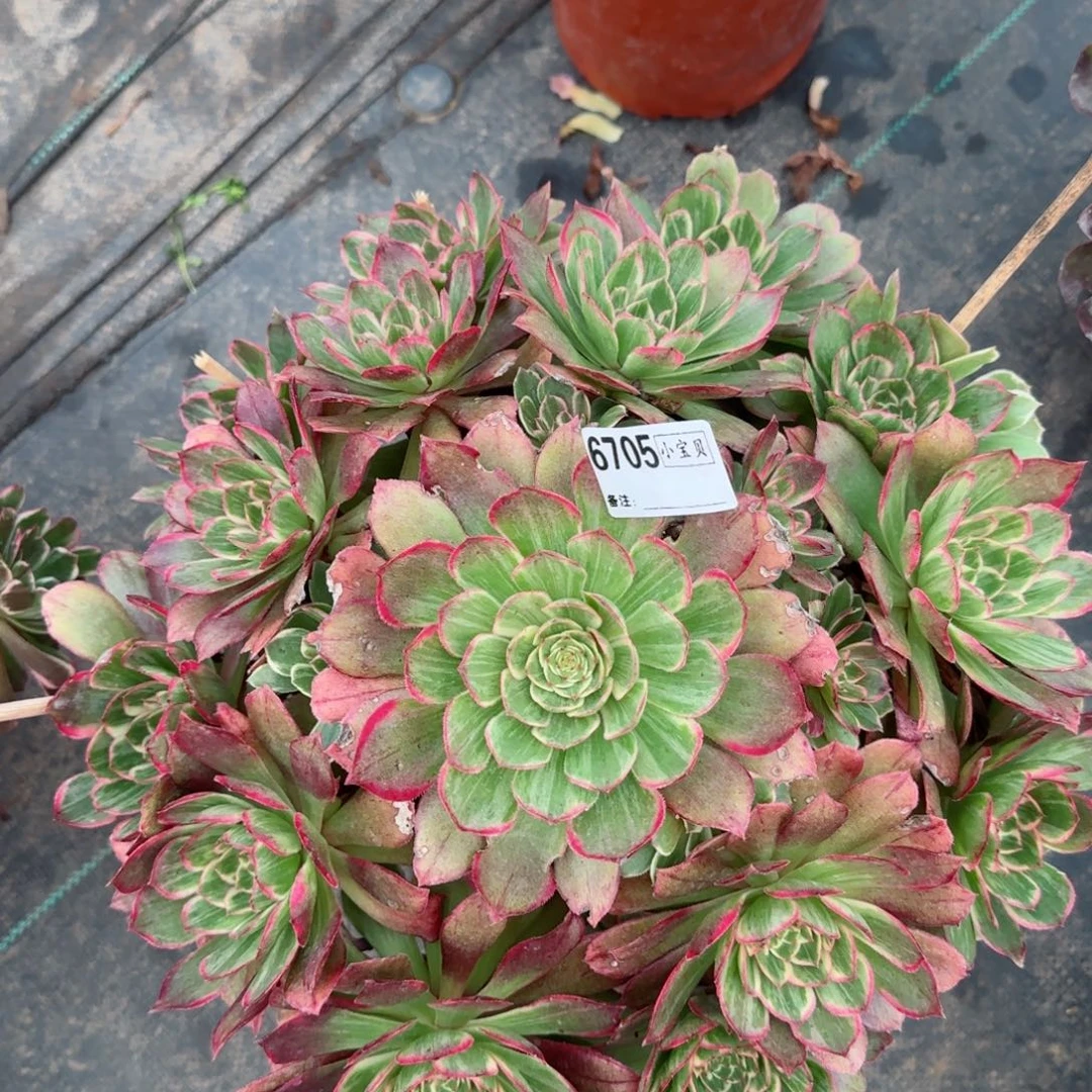 6705莲花座多肉多肉