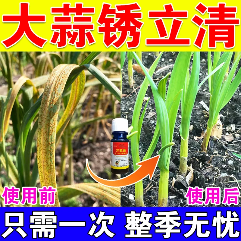 大蒜生锈的克星锈斑专用除锈剂防干尖黄叶紫斑杀菌农用微生物菌剂