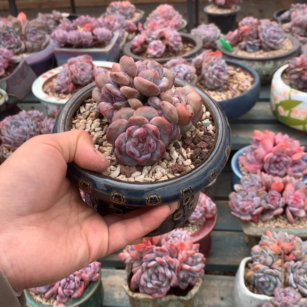 无花朵哈哈哈哈哈哈哈哈哈39