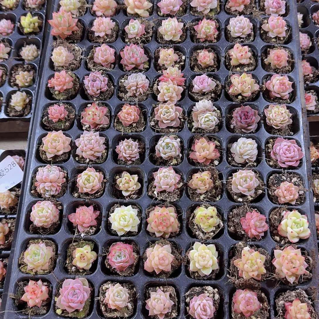 直播福利一物一拍526