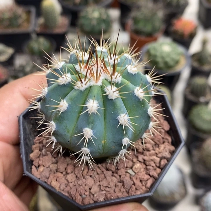 实生蓝云特价福利