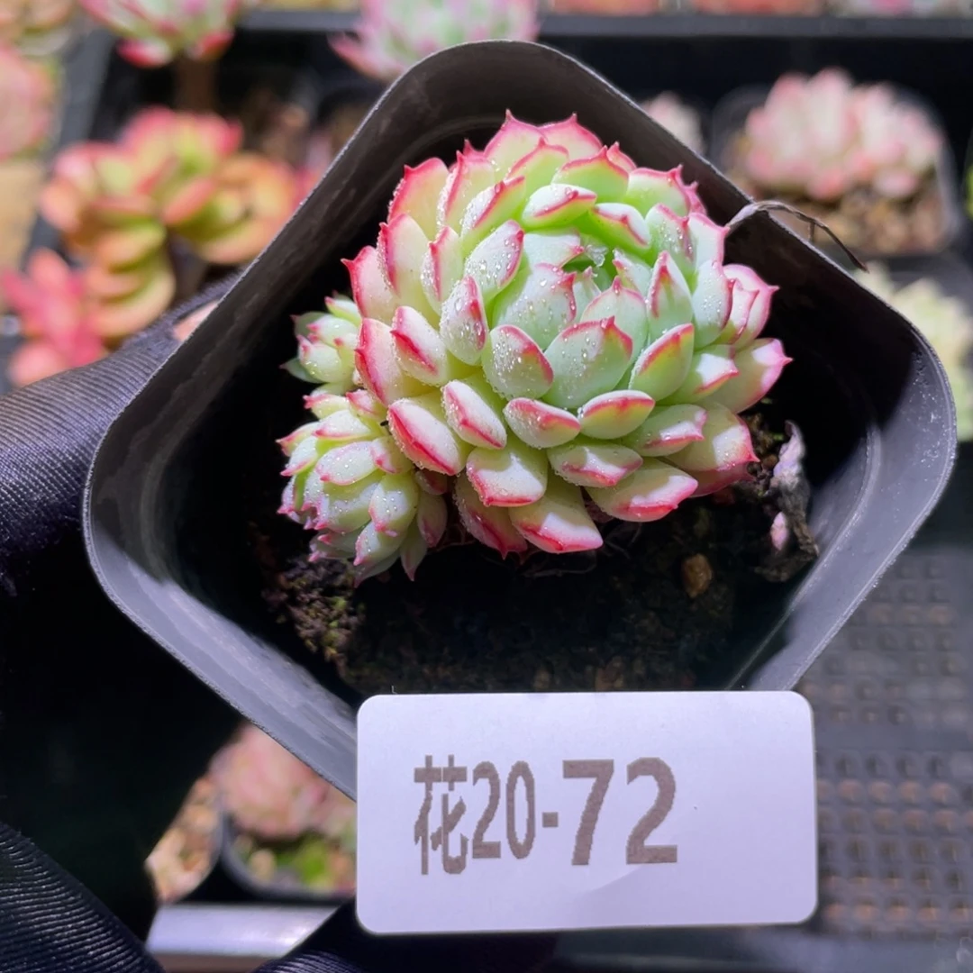 花利美20-72小红船