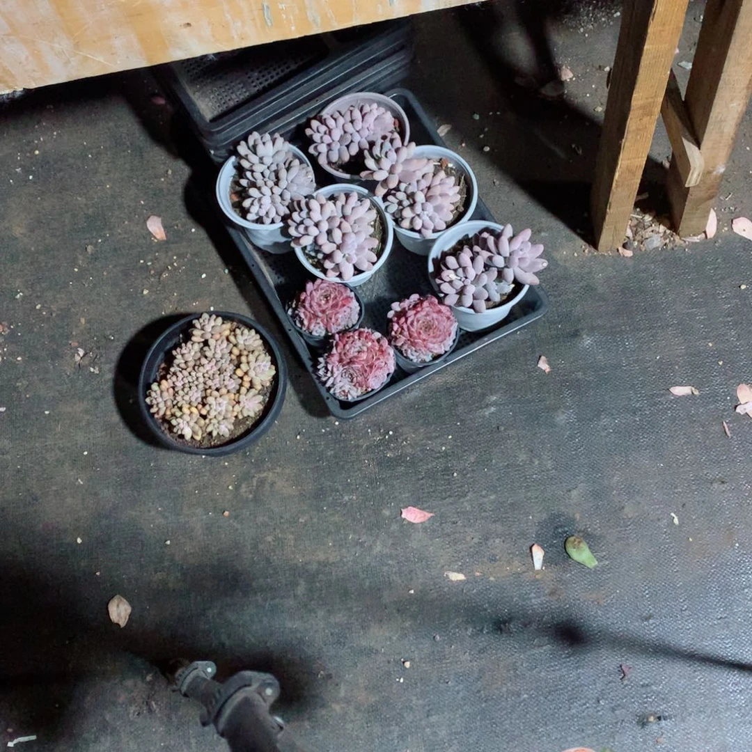 多肉植物的植物形态特征