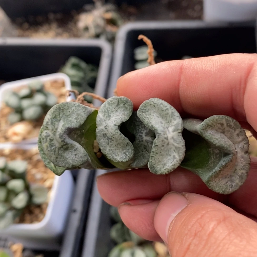 一颗实生牛逼玉扇