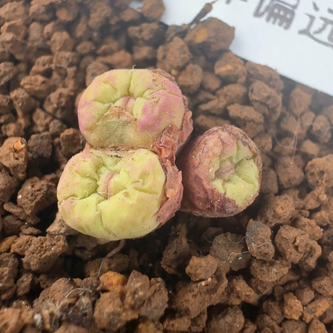 154福利出脱土0000000