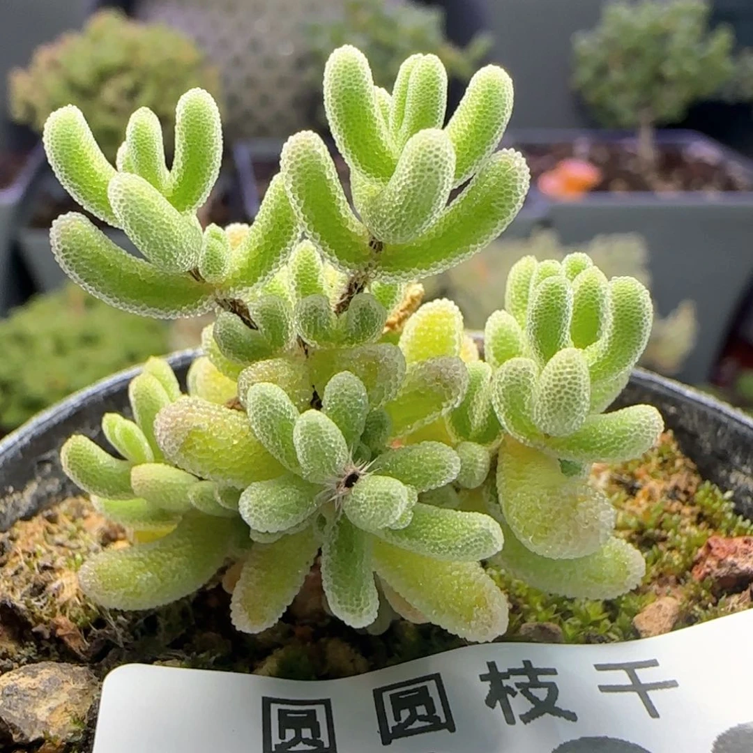 920闪闪一物一拍
