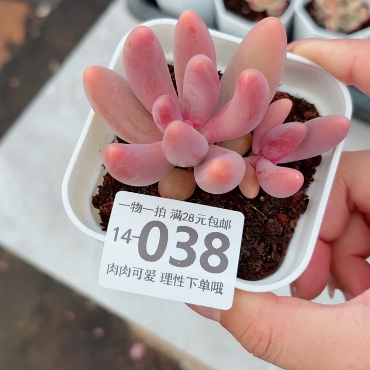 红手指无盆土发货多肉多