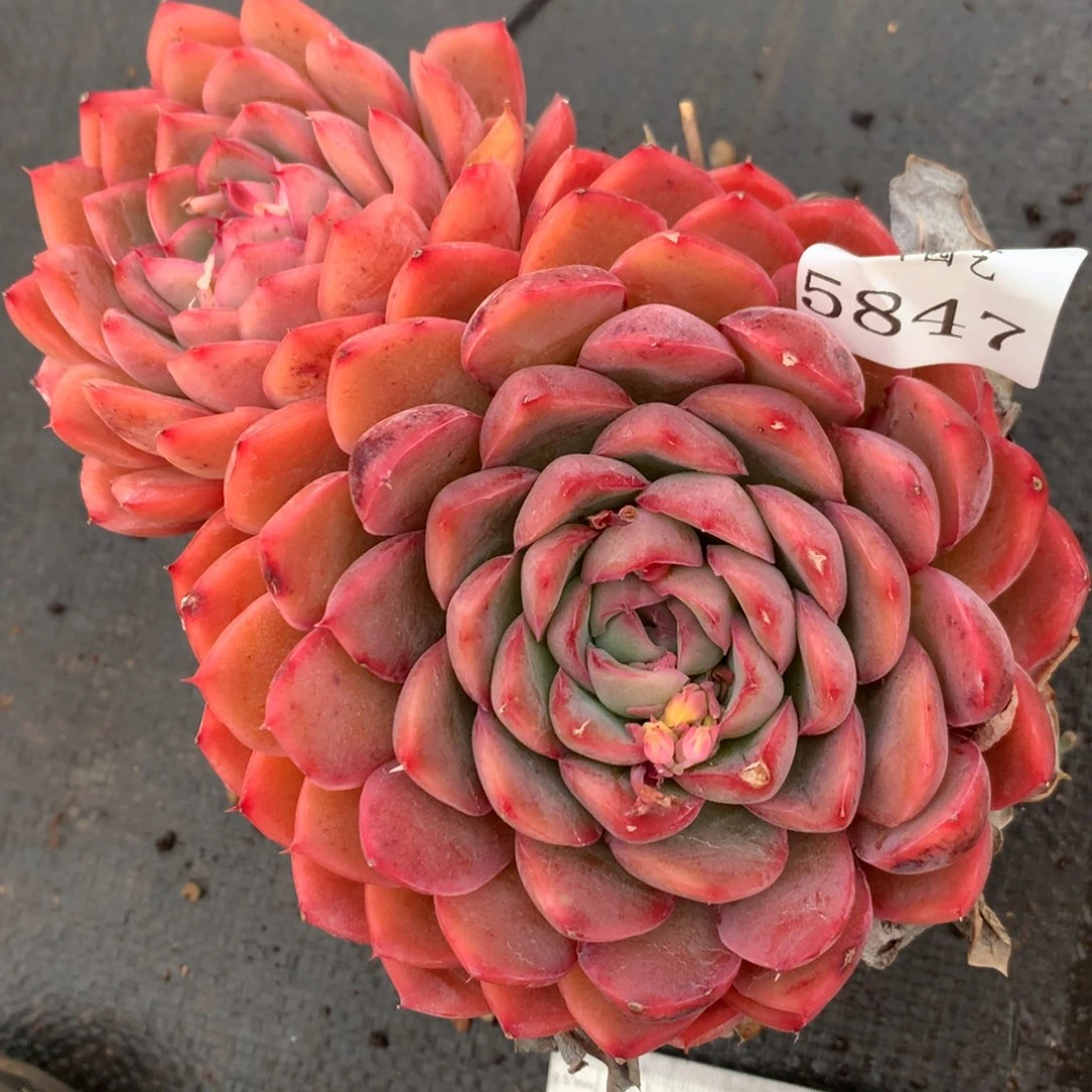 5847杂交精品基地16厘米