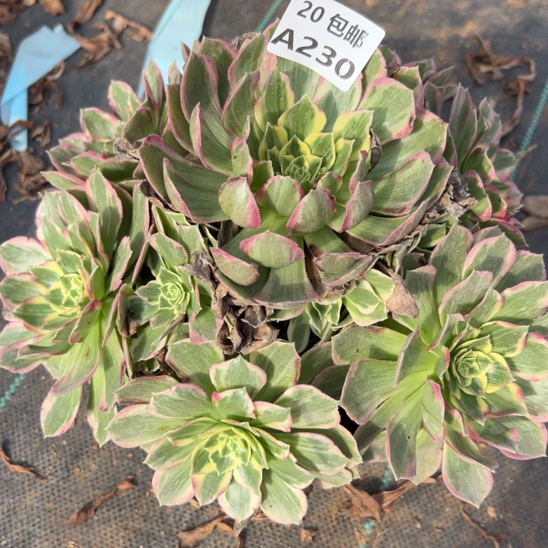 230水蜜桃，多肉法师