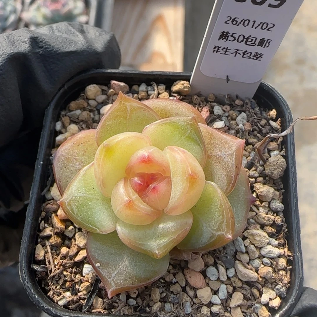 009    孤品   4厘米盆