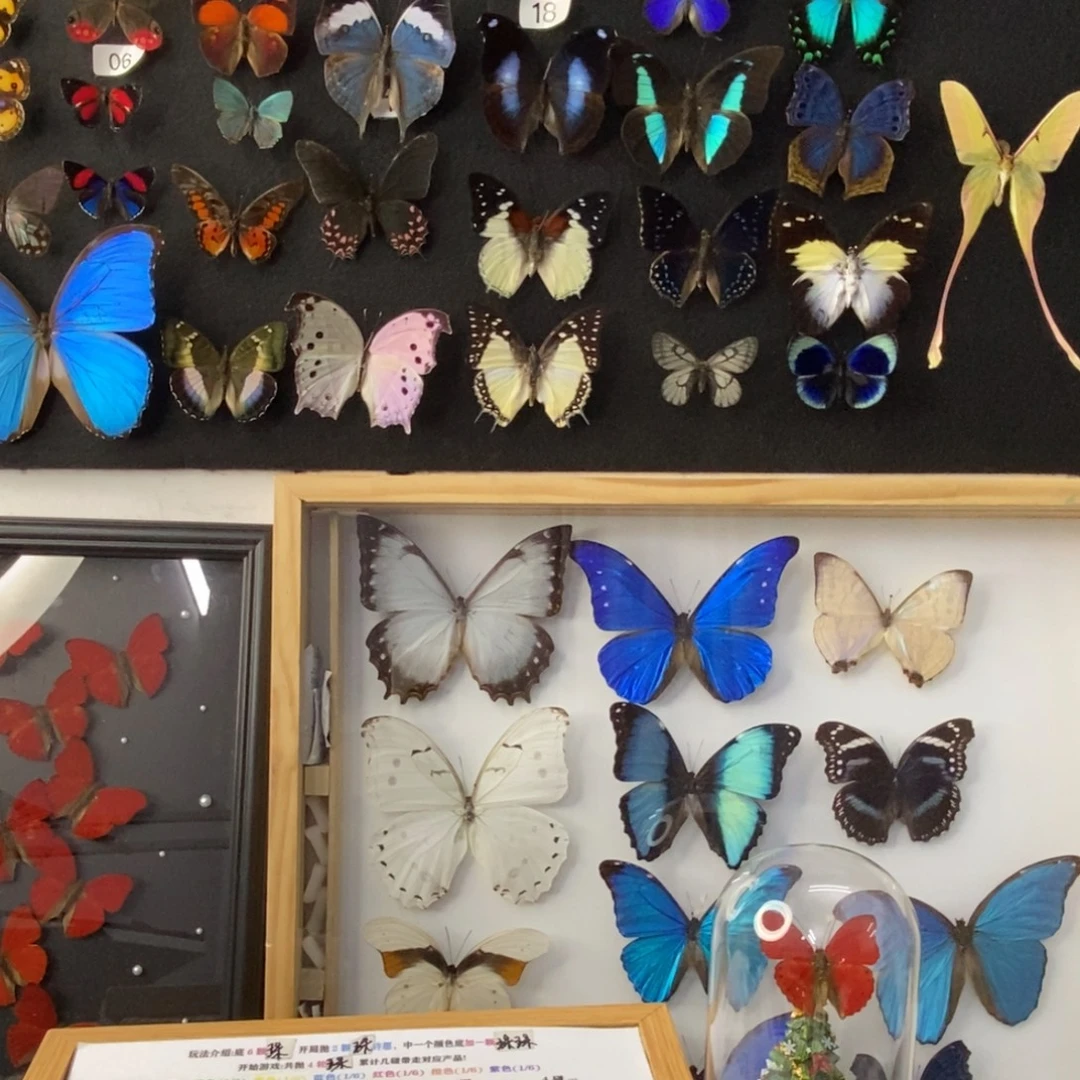 有机玻璃蝴蝶标本