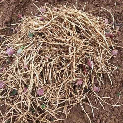 贵州威宁鱼腥草折耳根包邮，现挖现发货，不打农药