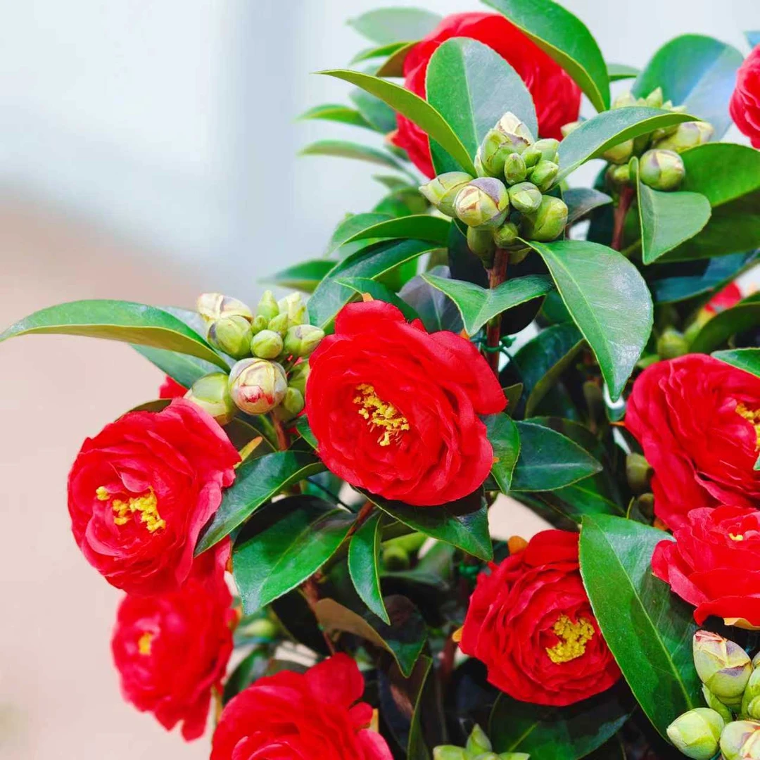 【80-100cm】红赤丹茶花盆栽带花苞室内花卉四季阳台绿植L