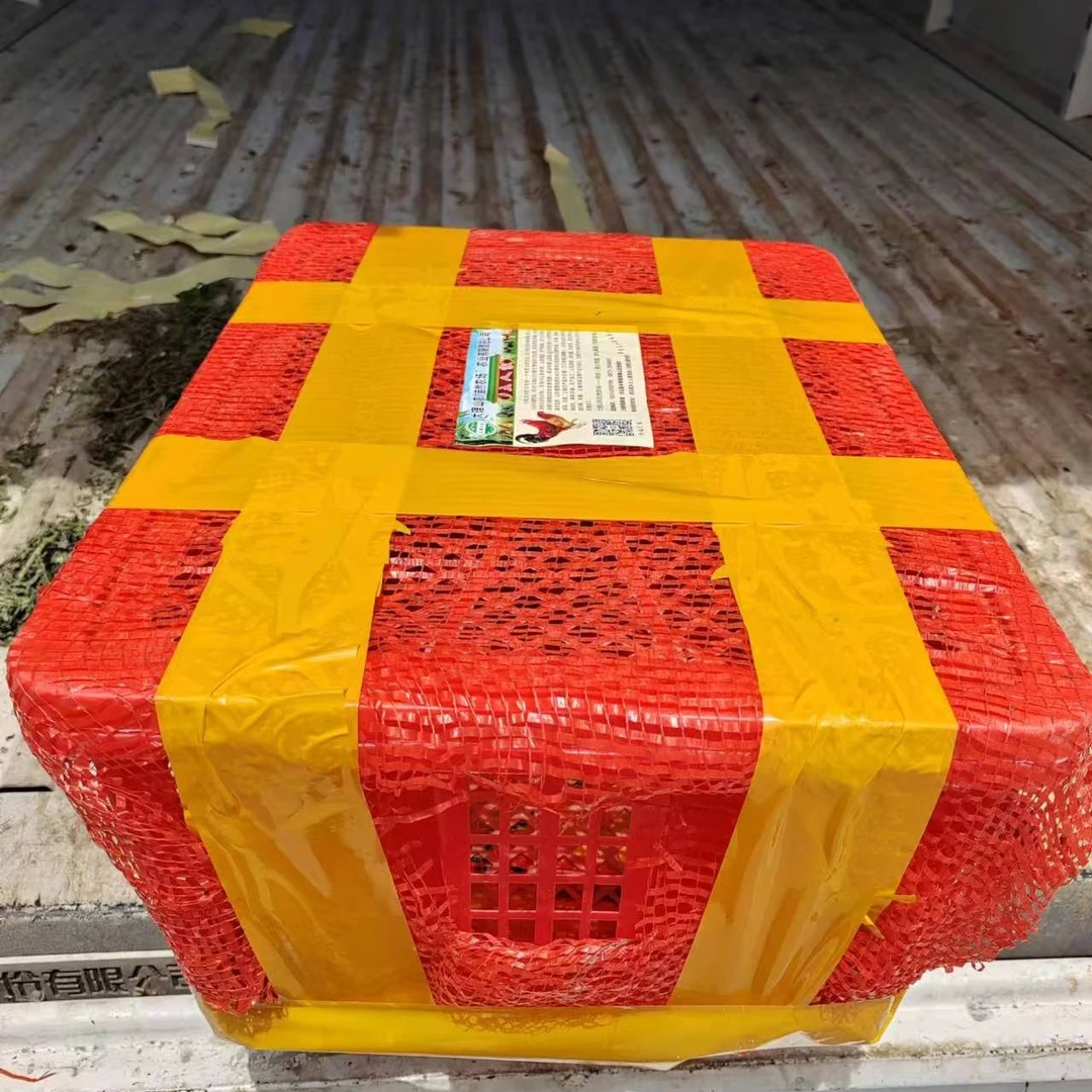 无量山/岩鹰自由搭配出壳苗20只框装包邮