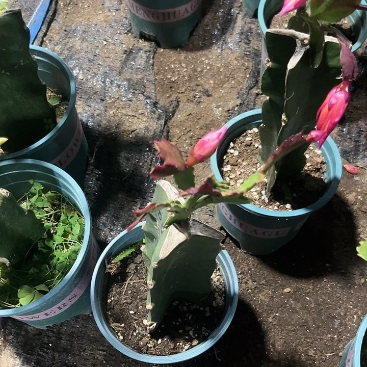 快***星75号083，0000000000