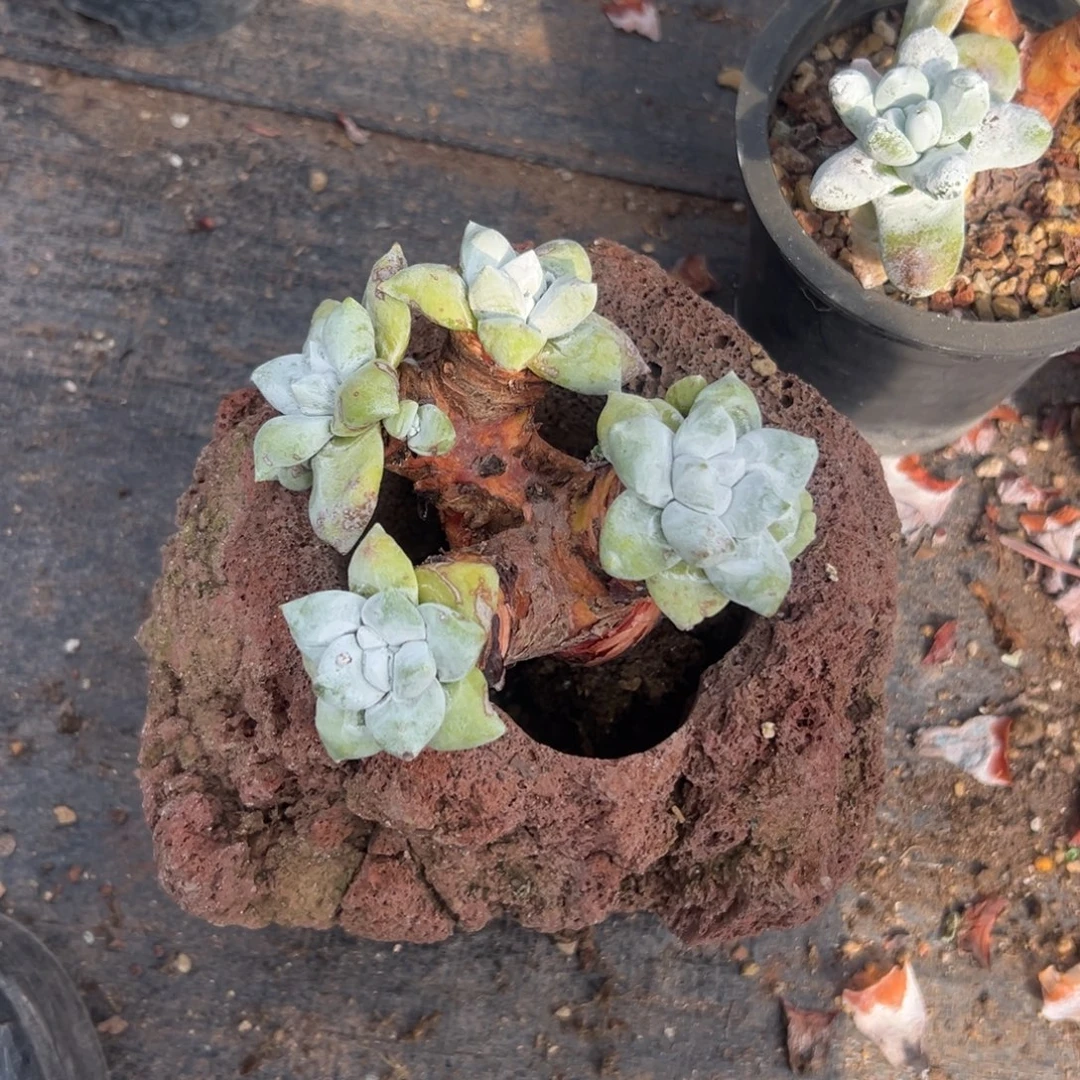 紫***9给姐姐半价～一物一拍