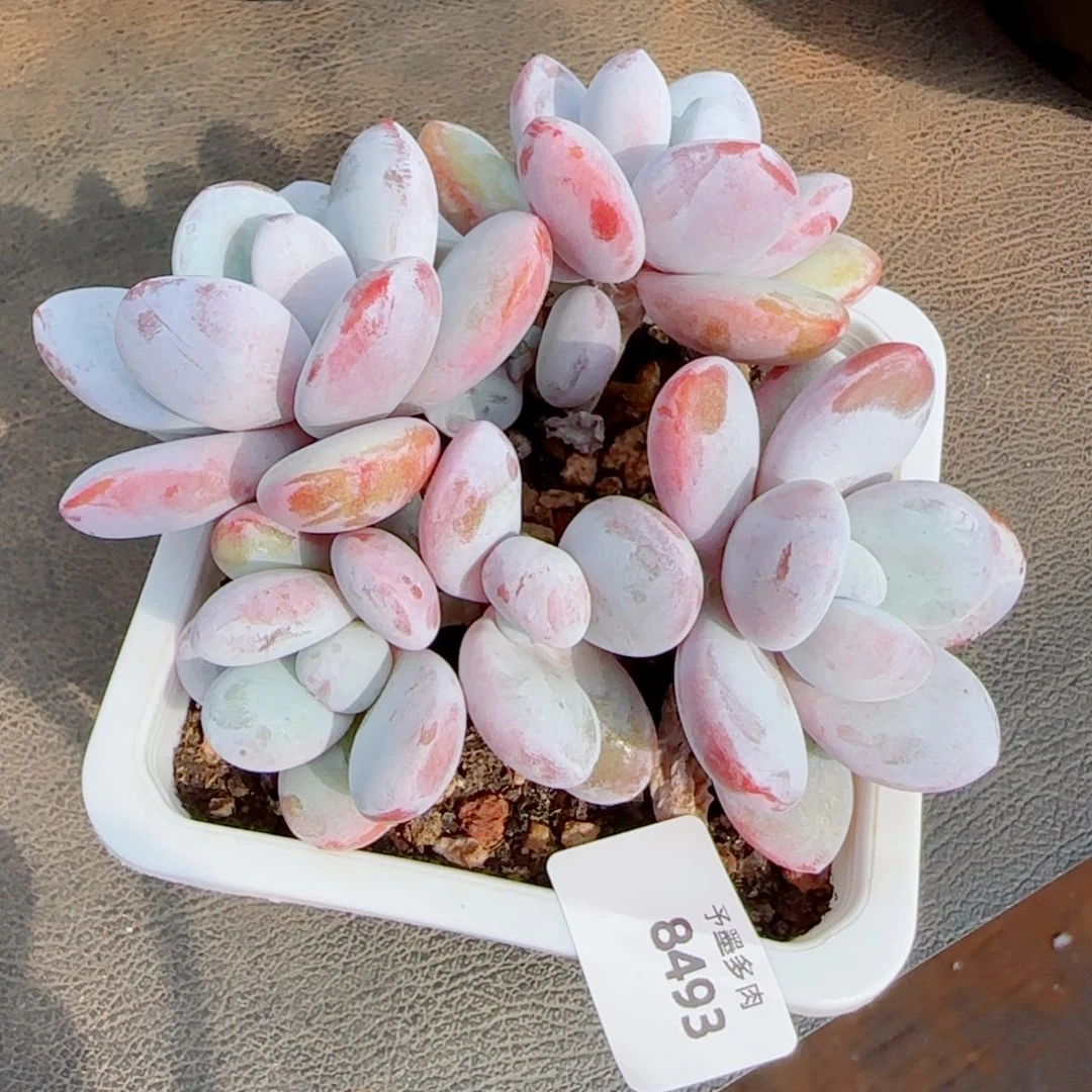 雪美人，8493多肉植物
