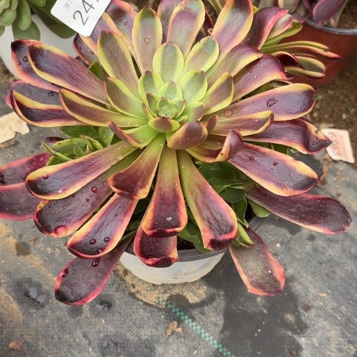 欧佳丽多肉法师2479