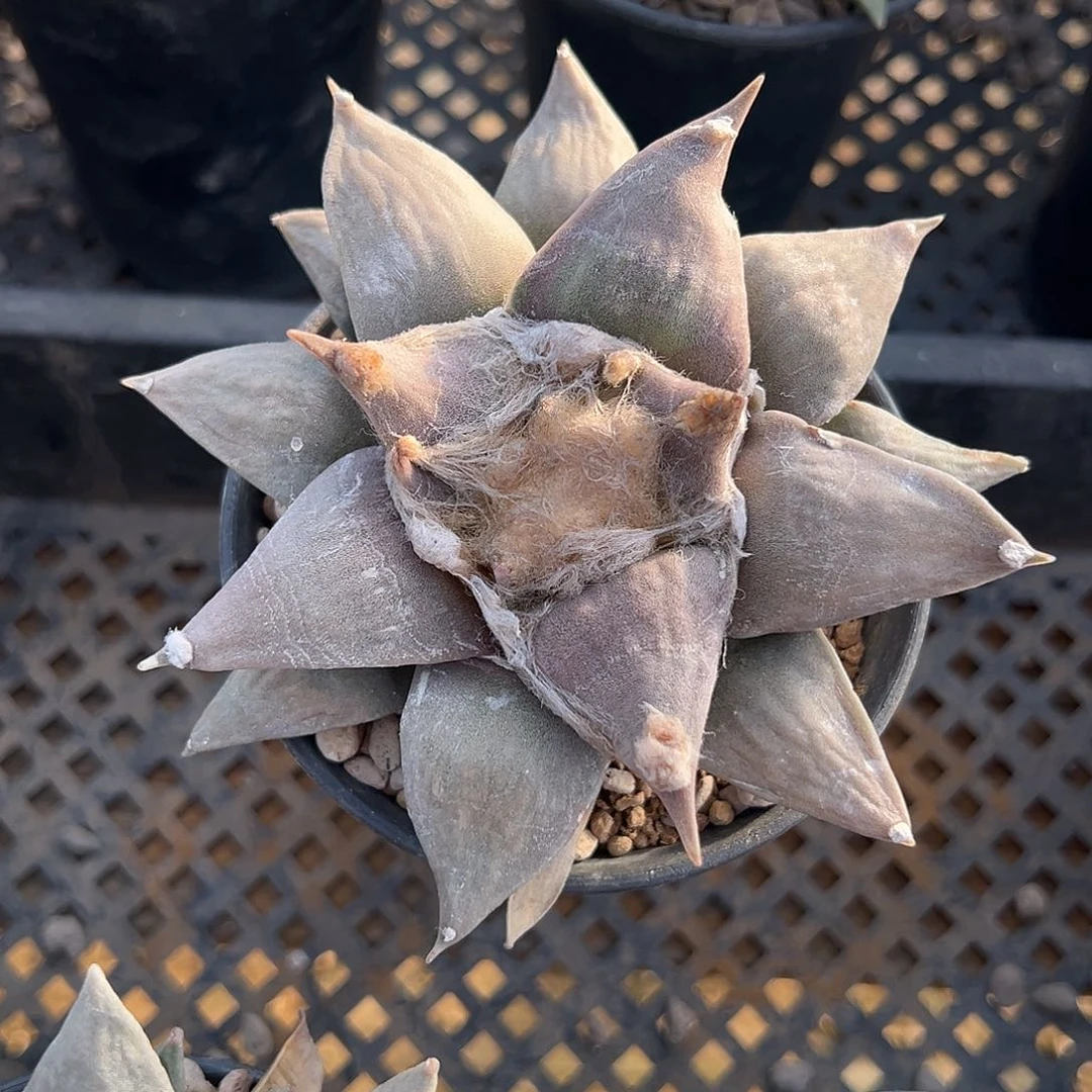 实生牡丹 6 hhhhh