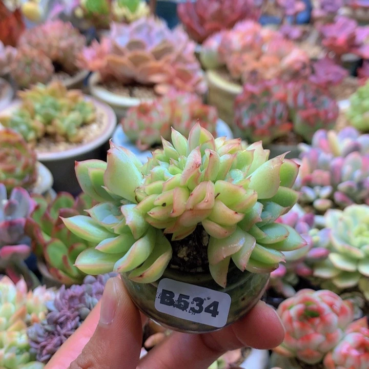 一物一拍含盆土满38包邮B534