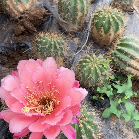 清清93有斑无售后随机