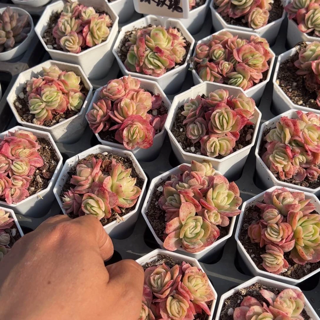 冰玫瑰锦5头群一颗量拍多肉满9.9包邮下午发