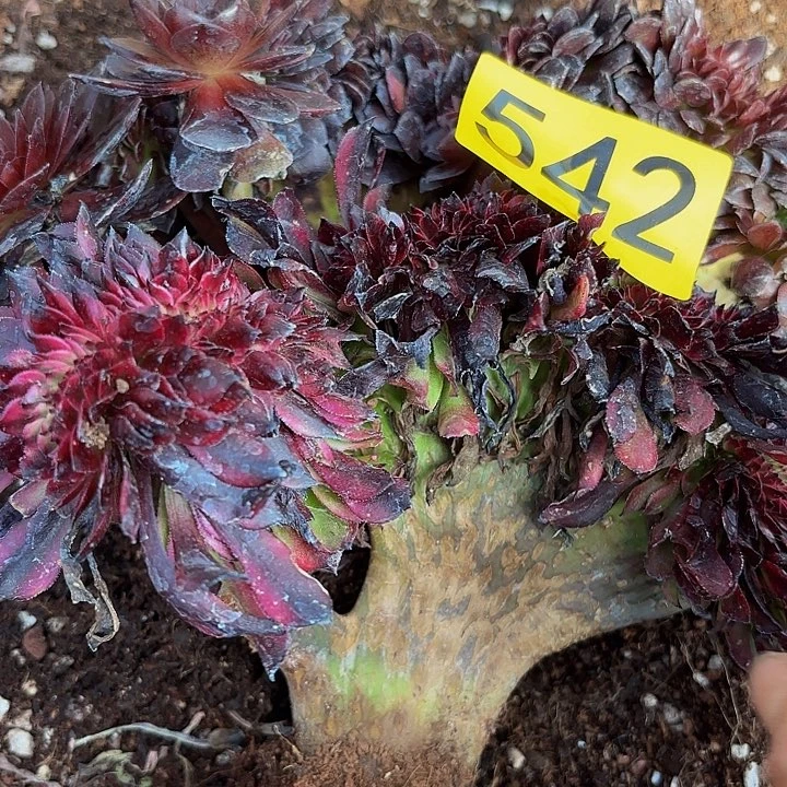 多肉植物福利542