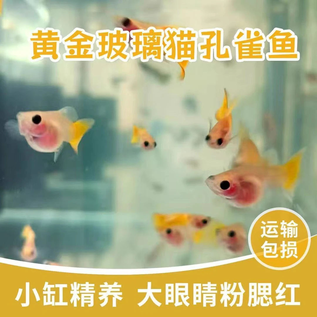 黄金玻璃猫孔雀鱼亚成体，卡姿兰大眼睛超萌球体