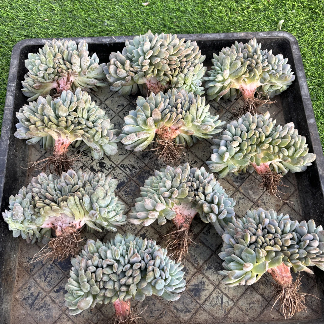 多肉植物一物一拍，十棵