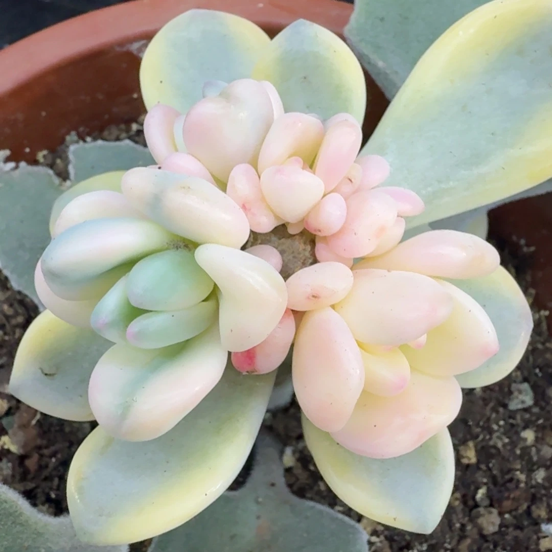 东美人锦 一颗带嫁接木