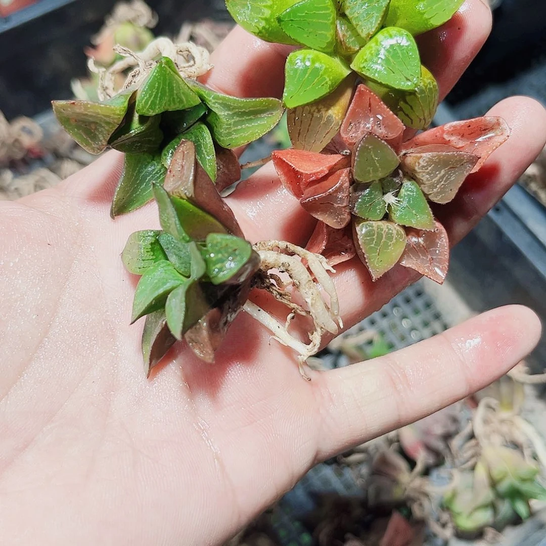 特价实生树随机四颗