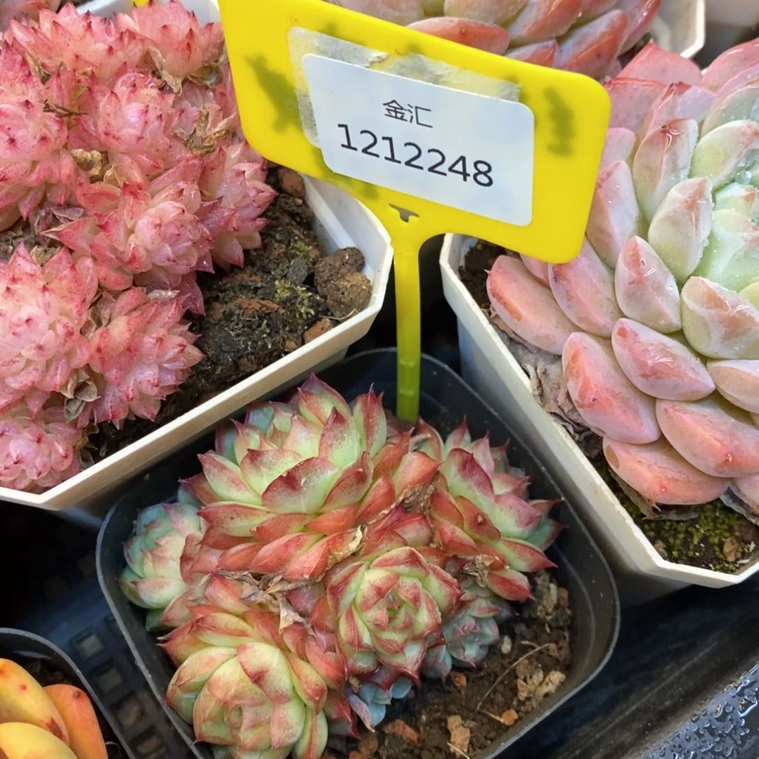 福利多多。1212248