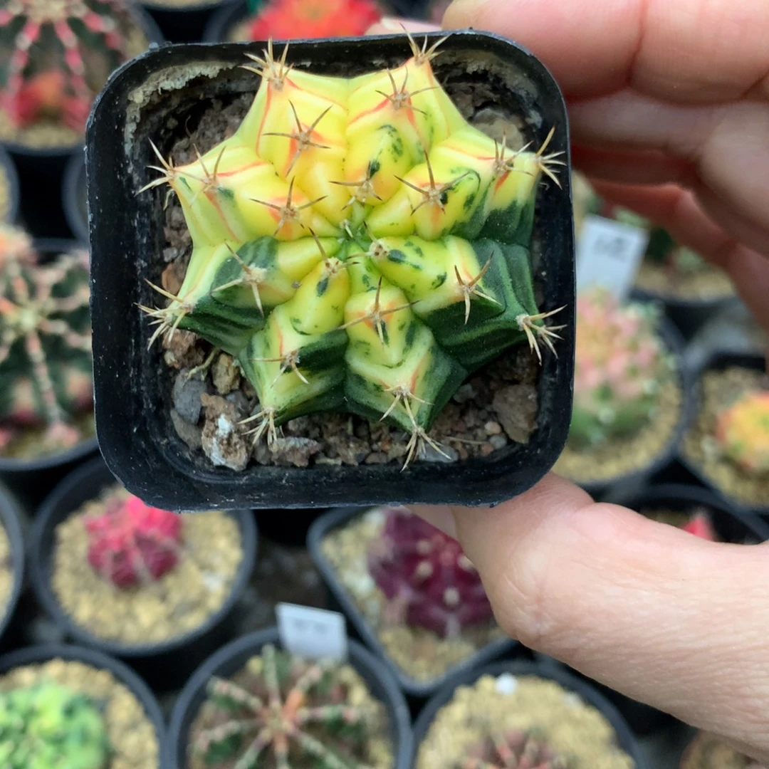 仙人球米哈牡丹锦