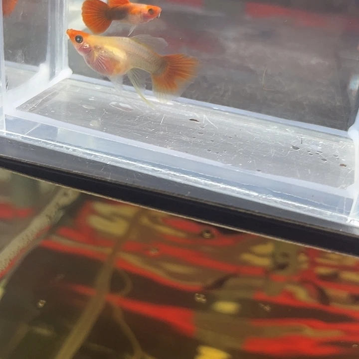 孔雀鱼.黄化深海蓝c