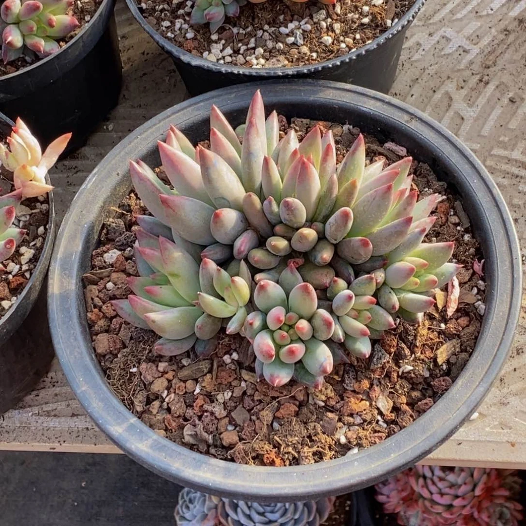 露*卡48包邮一物一拍多肉植物