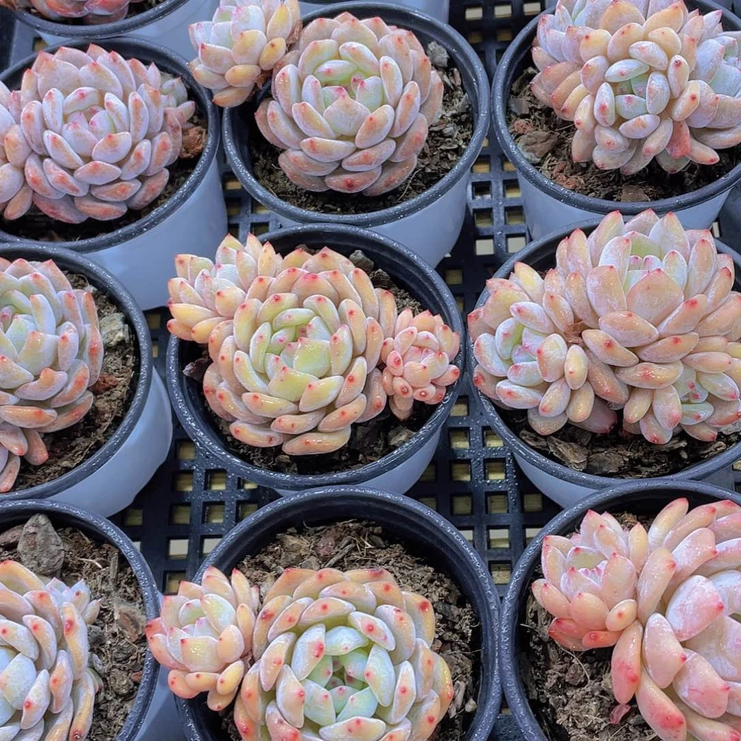 量拍49号 果冻韩版仙女橙双头起飘枝3个