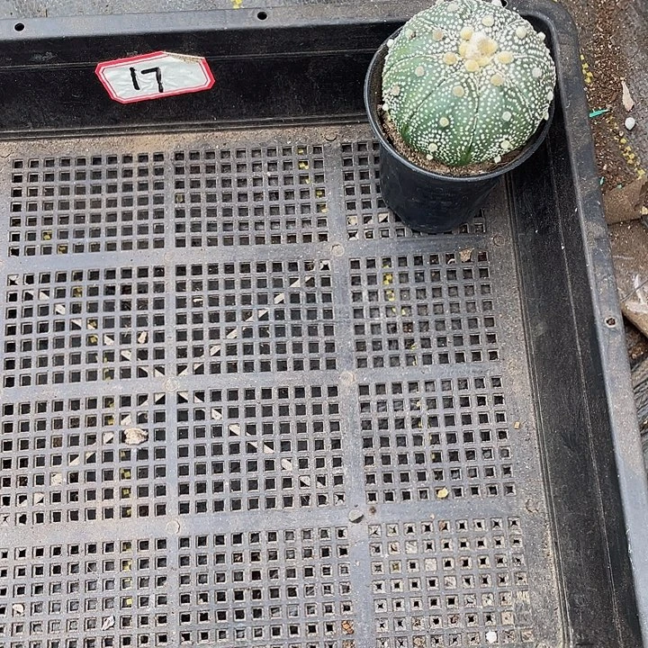 米***米17号筐带盆土发货