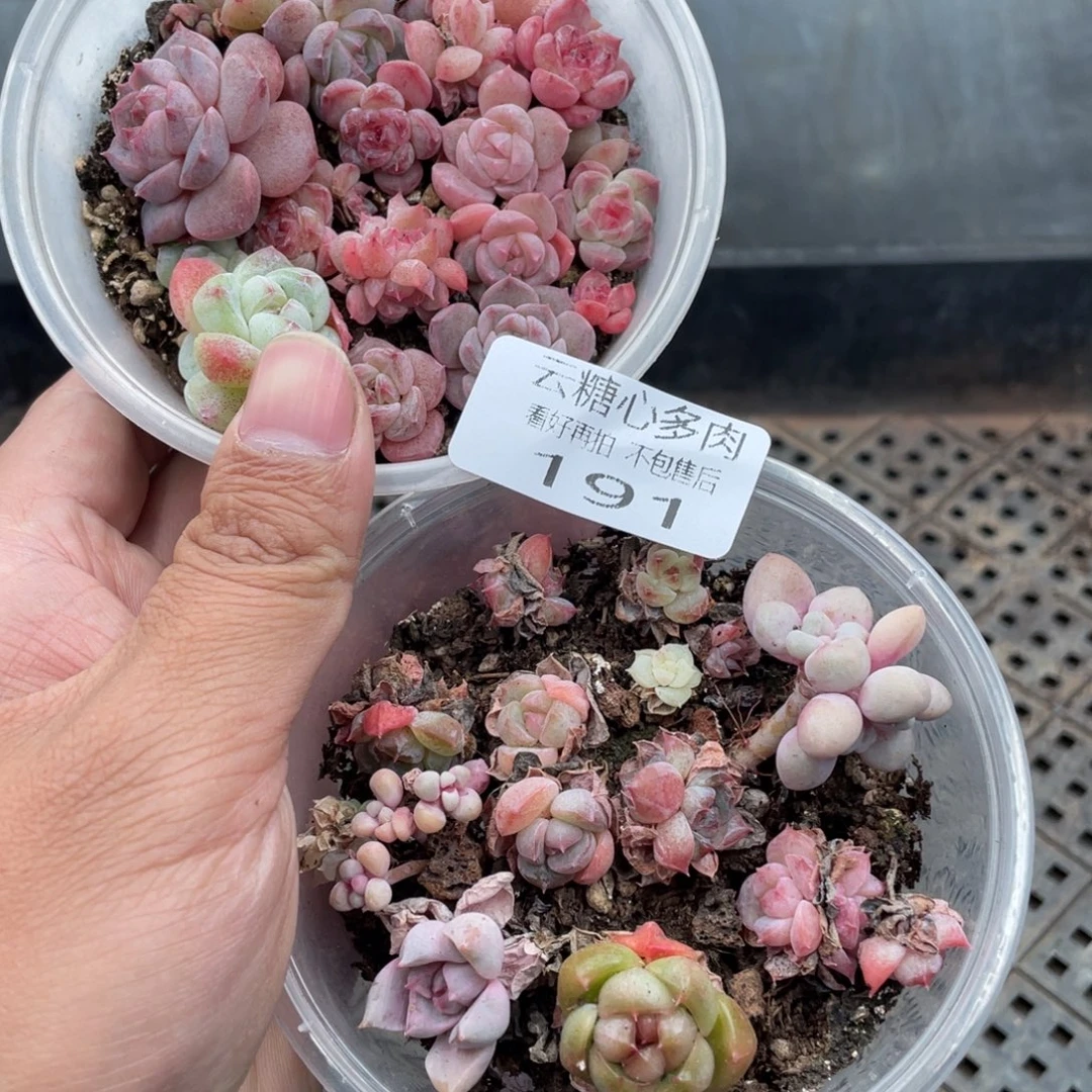 云糖心多肉植物191